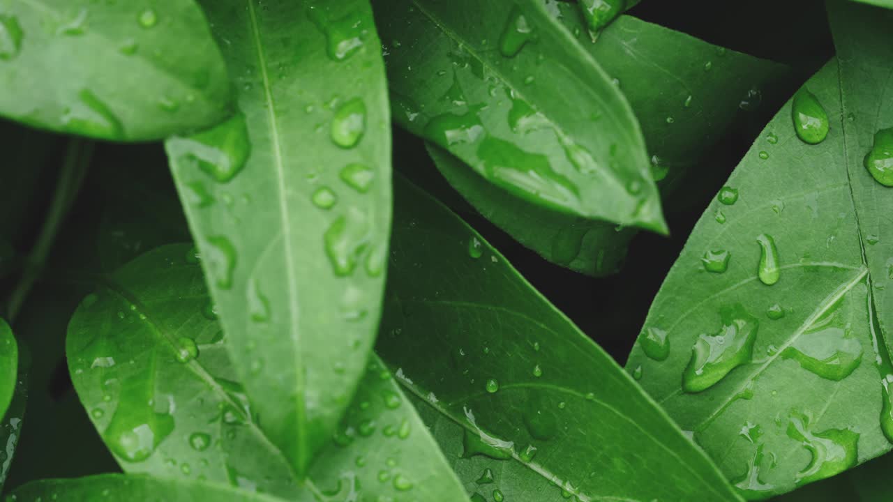 雨后绿叶上的水滴。视频下载