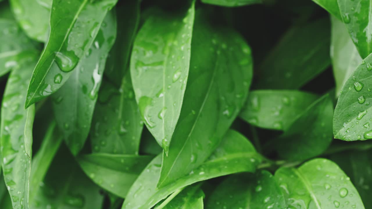 雨后绿叶上的水滴。视频下载