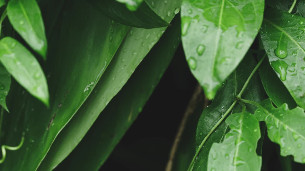 雨后绿叶上的水滴。视频下载