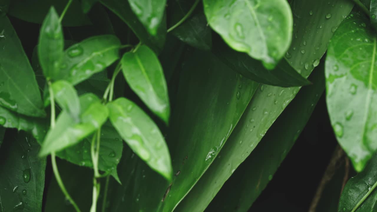 雨后绿叶上的水滴。视频下载