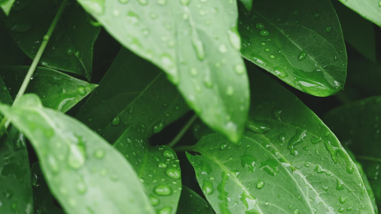 雨后绿叶上的水滴。视频下载