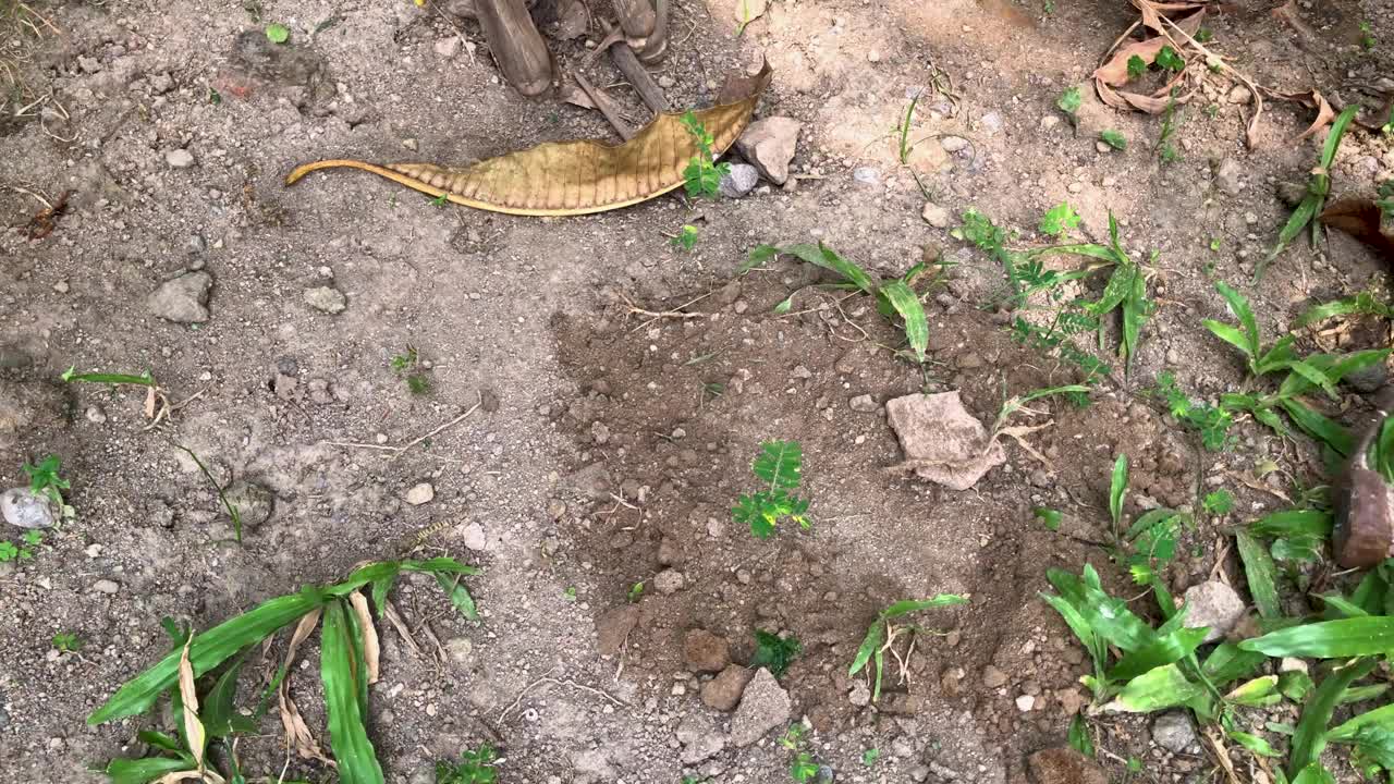 用锤子在土里挖洞视频下载