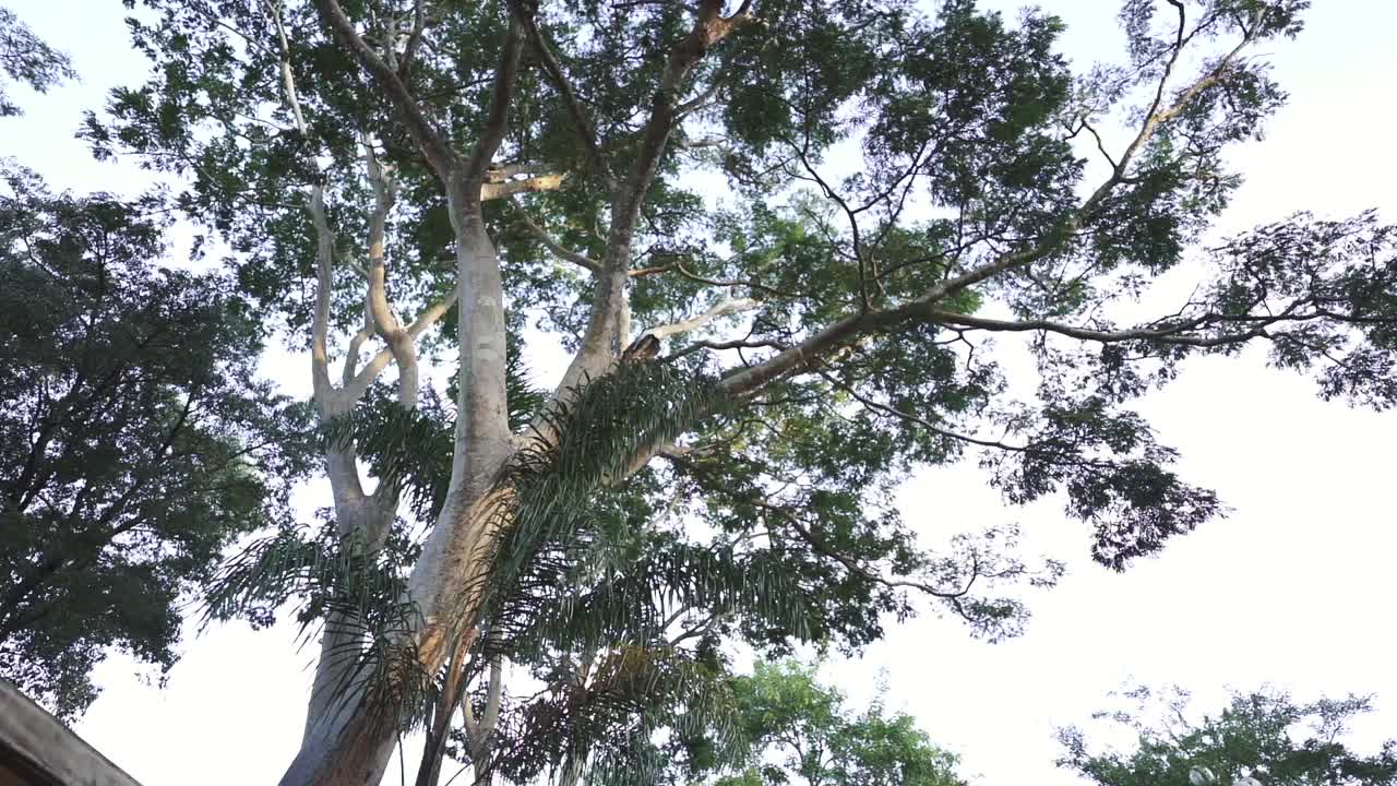 在宁静的森林环境中，阳光透过高大树木茂盛的树冠照射进来视频素材