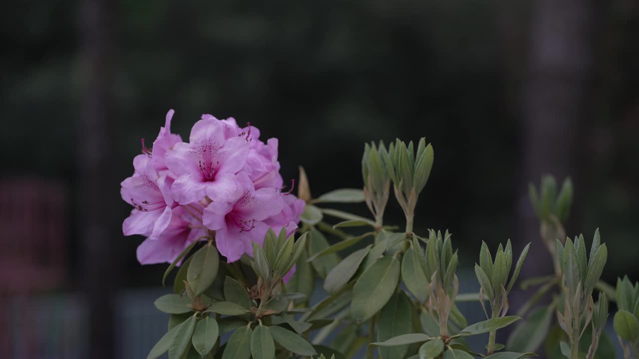 一个盛开的粉红色杜鹃花的特写与绿色的叶子对一个黑暗模糊的背景视频素材