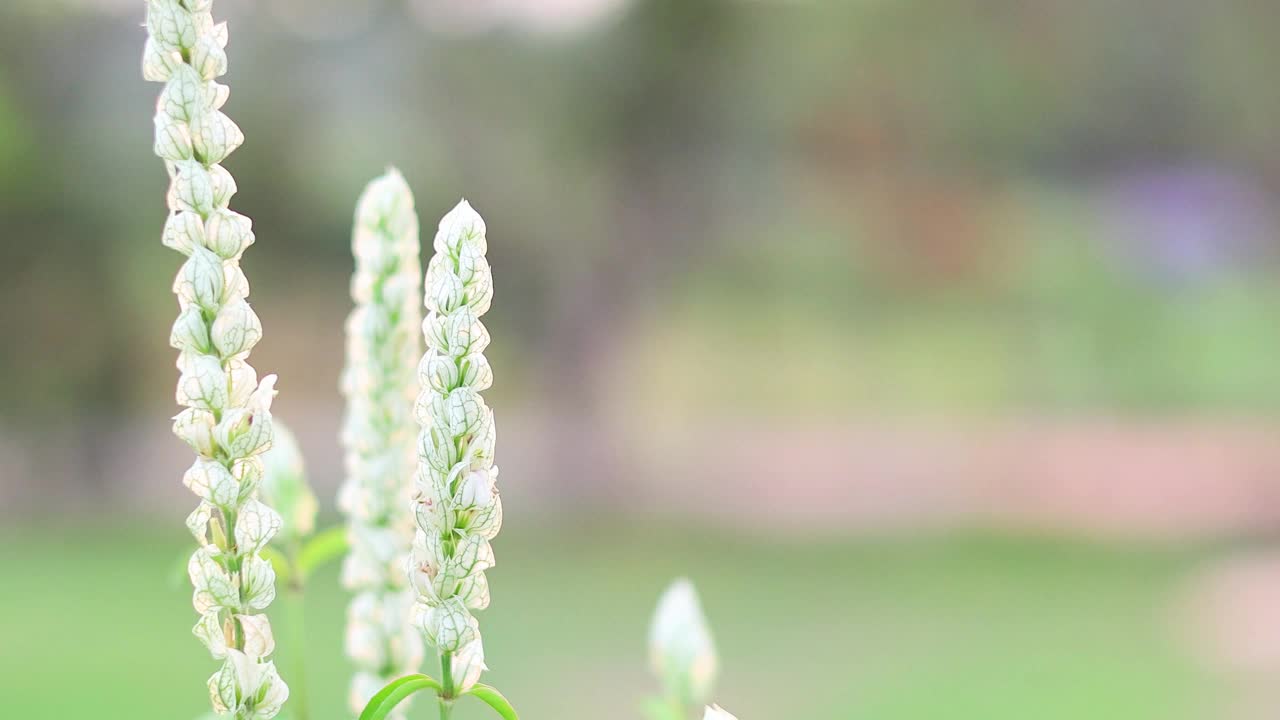 花儿在考艾花园盛开视频素材