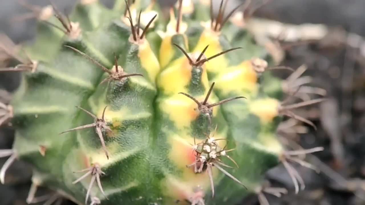 仙人掌通过枝条生长繁殖视频素材