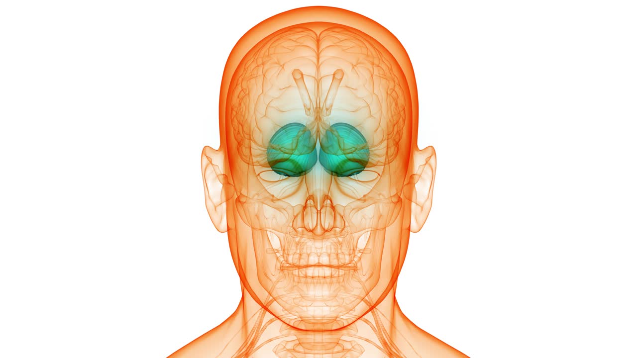 人体神经系统中枢器官脑解剖动画概念视频素材