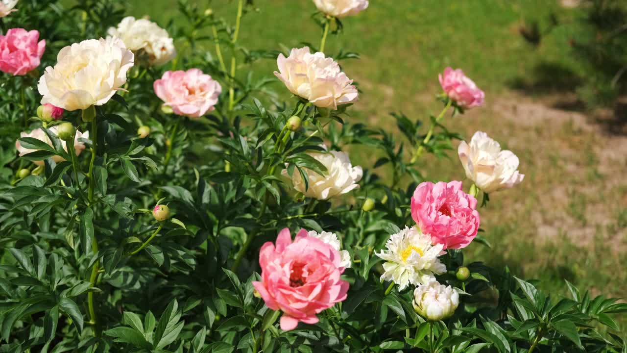 粉红色的牡丹生长，模糊的叶子背景。轻轻的鲜花丛。园艺,园林绿化。植物护士广告。产品宣传背景。花店。绿色的家庭花园。景观设计。路径视频素材