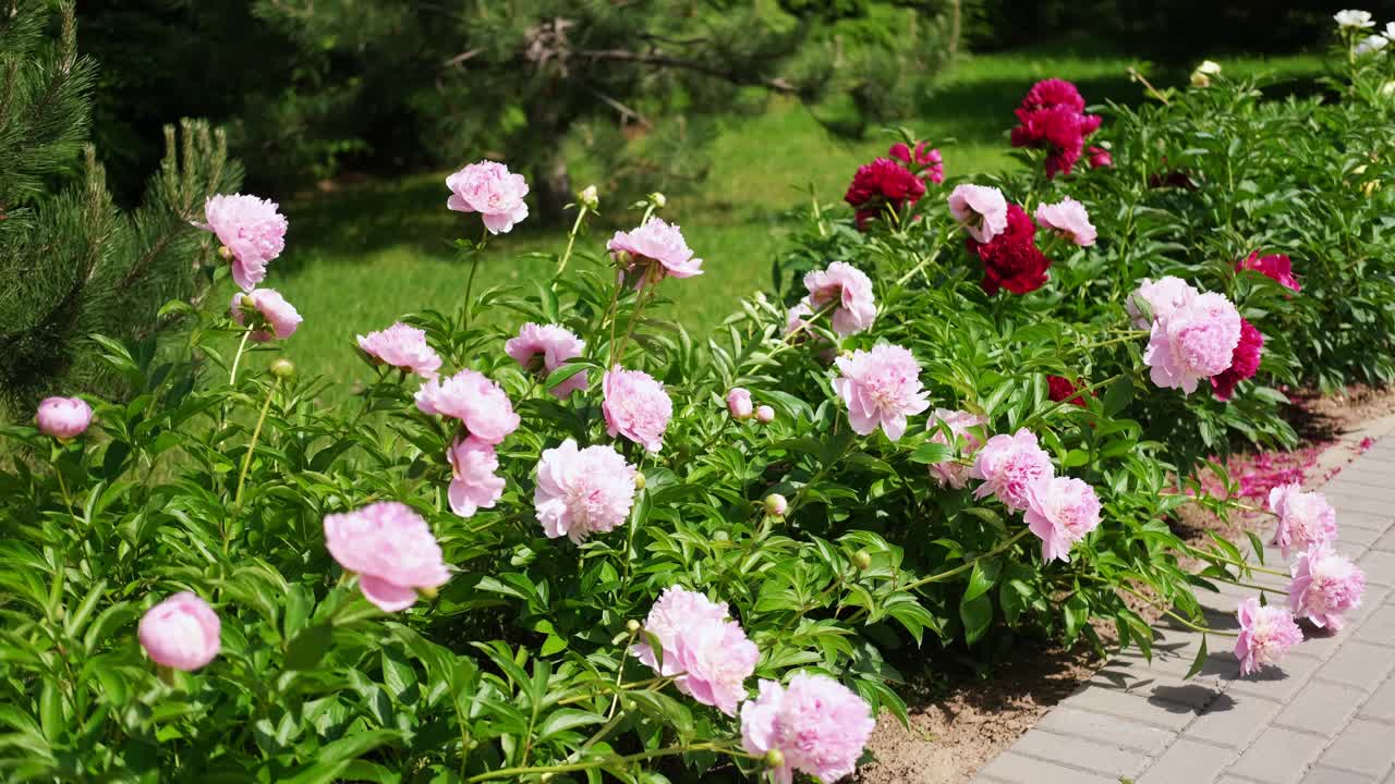 粉红色的牡丹生长，模糊的叶子背景。轻轻的鲜花丛。园艺,园林绿化。植物护士广告。产品宣传背景。花店。绿色的家庭花园。景观设计。路径视频素材