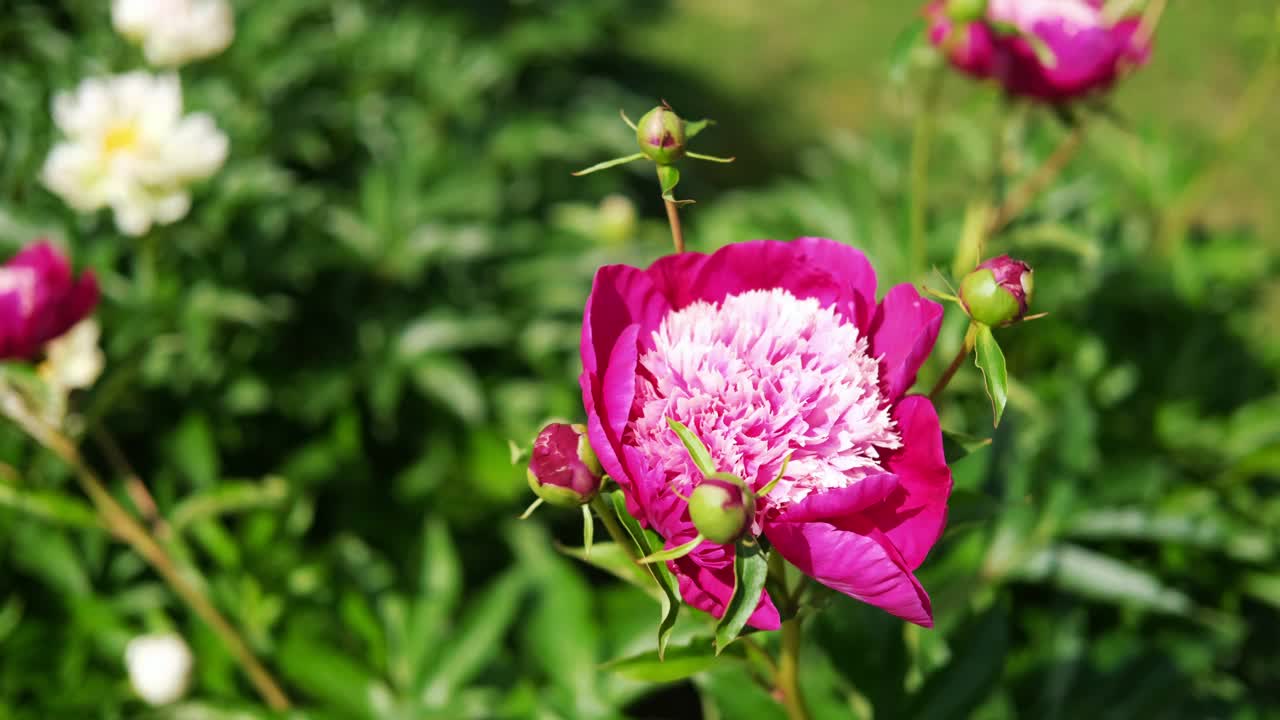 粉红色的牡丹生长，模糊的叶子背景。轻轻的鲜花丛。园艺,园林绿化。植物护士广告。产品宣传背景。花店。绿色的家庭花园。景观设计。路径视频素材