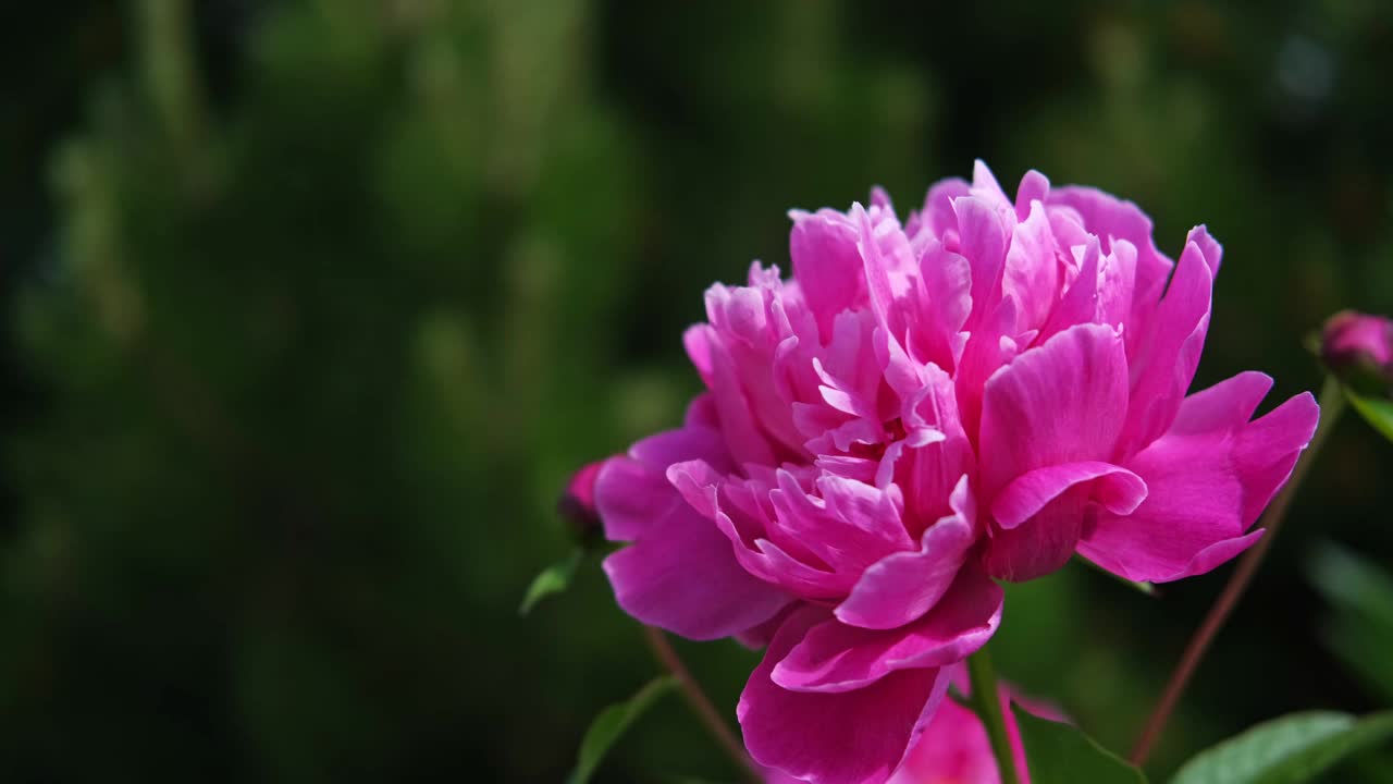 粉红色的牡丹生长，模糊的叶子背景。轻轻的鲜花丛。园艺,园林绿化。植物护士广告。产品宣传背景。花店。绿色的家庭花园。景观设计。路径视频素材