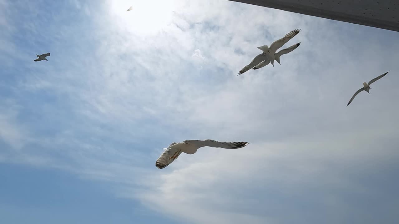 海鸥在萨索斯的天空中飞翔视频素材