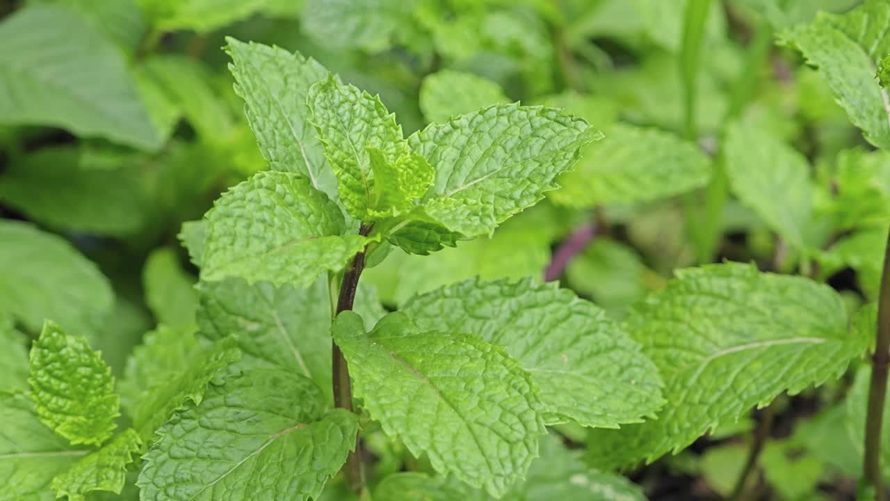 花园里的薄荷叶。视频素材