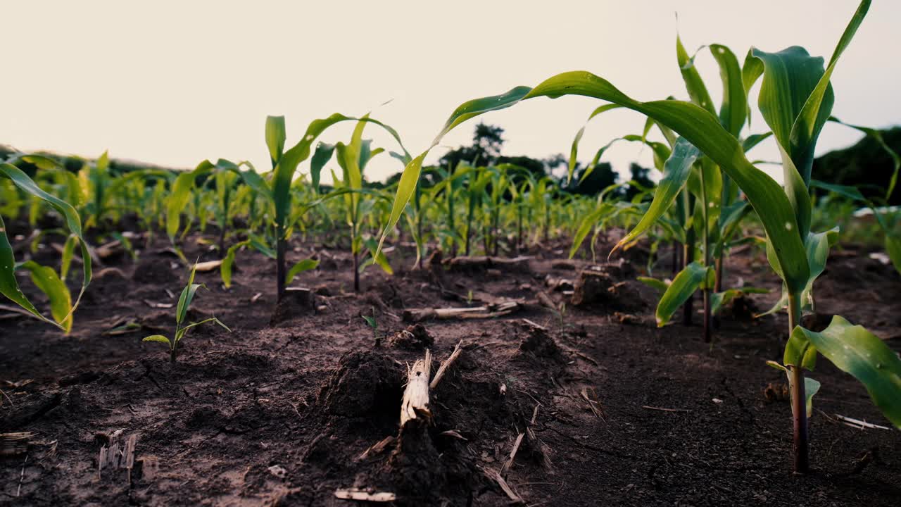 绿色玉米田的低角度滑块镜头视频下载
