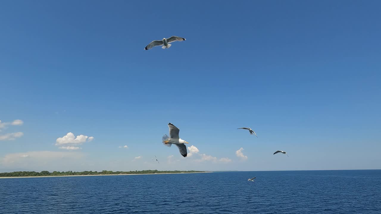 在萨索斯一个炎热的夏日里，海鸥飞越大海视频素材