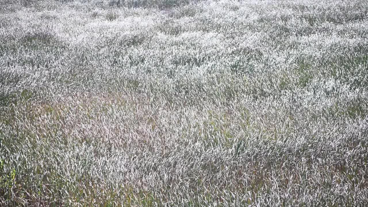 吹起的风在草原的草弯曲时引起波浪视频下载