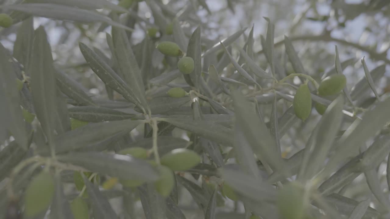 晴天树上的绿无花果视频下载