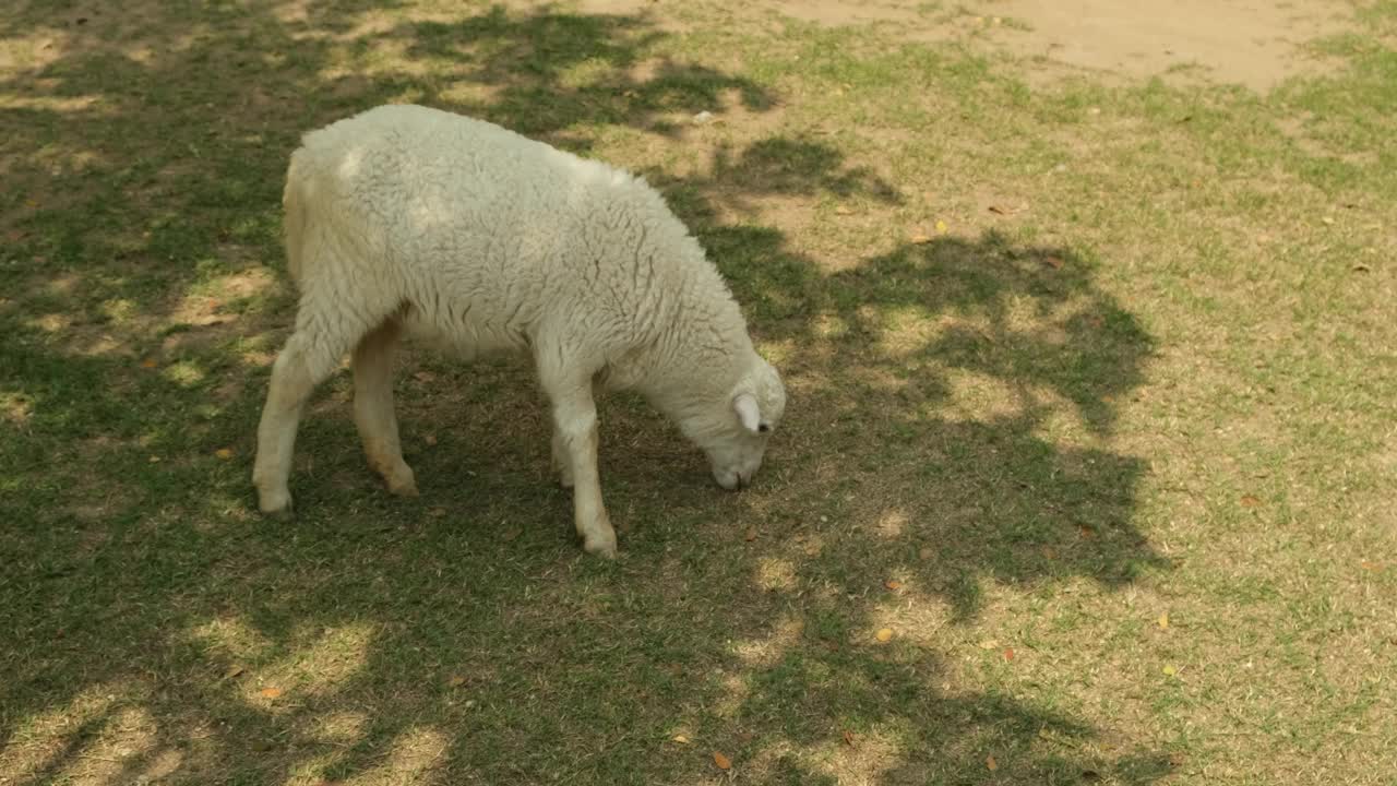 小白羊在草地上嚼草视频素材