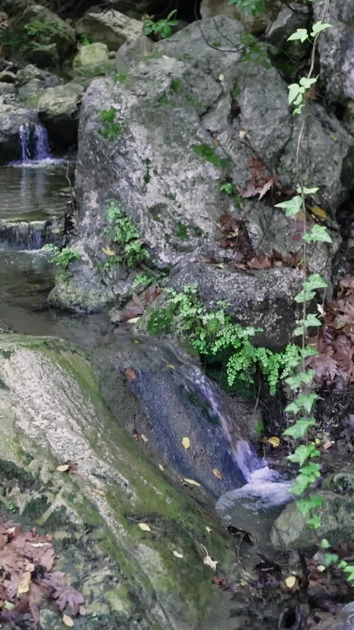 一条宁静的森林溪流流过布满青苔的岩石，形成了一幅风景如画的景色视频素材