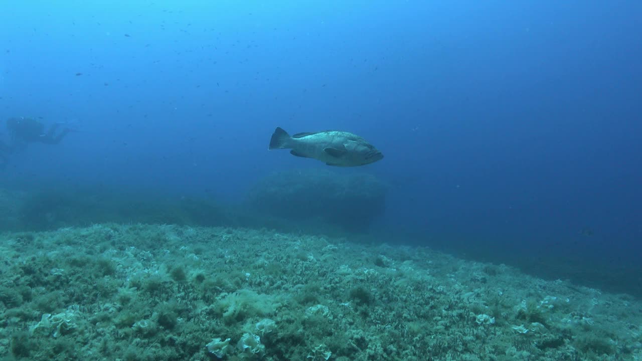 石斑鱼在蓝色的海水中游泳视频素材