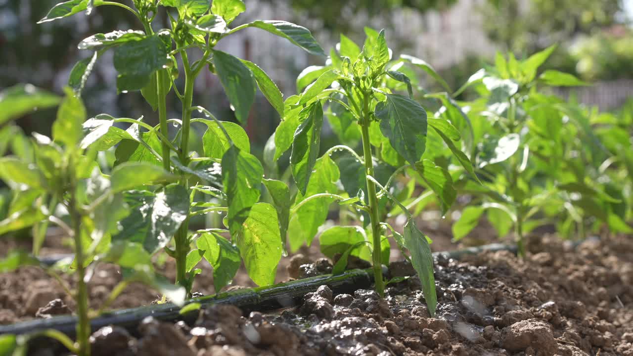 田里的新鲜番茄幼苗用滴灌系统浇水视频素材