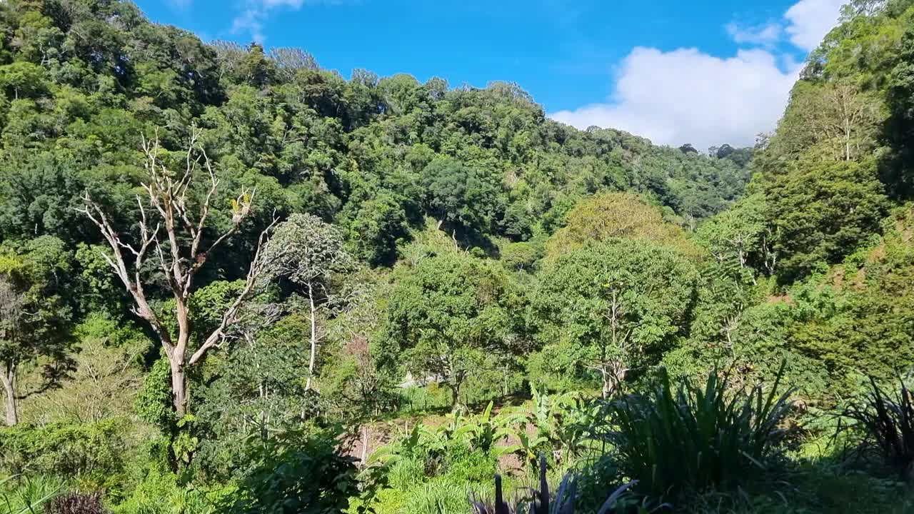 巴拿马、博克特、热带森林植物，尽收眼底视频下载