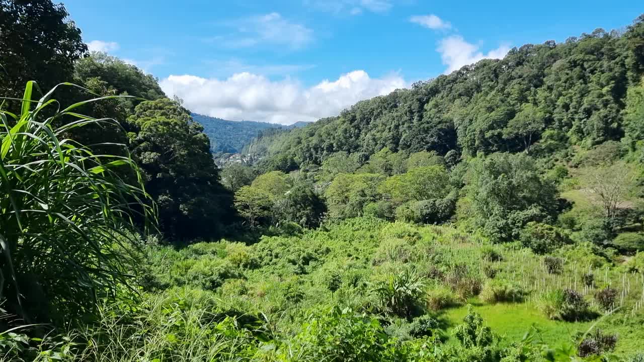 巴拿马，波奎特，雨林覆盖的山丘视频素材