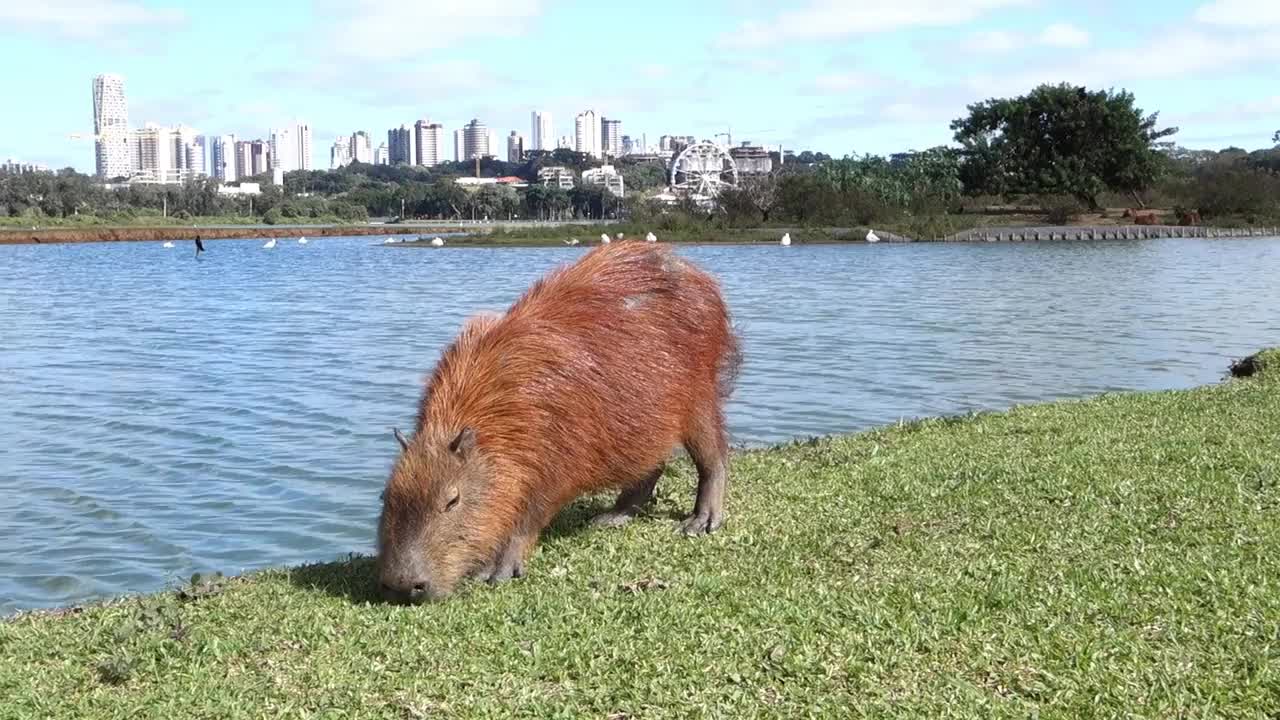 巴西库里蒂巴巴里吉公园的水豚在泻湖边吃草视频素材