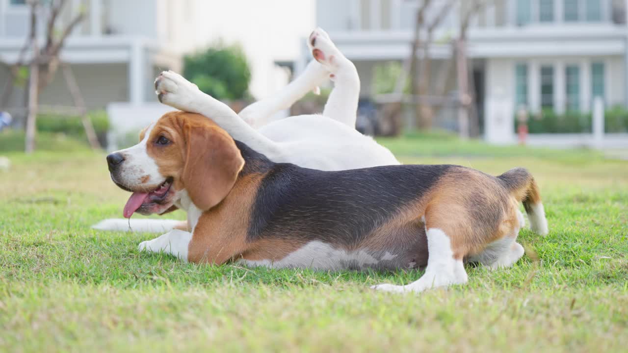 两只可爱的小猎犬晚上在公园里放松。萌狗宠物概念视频素材