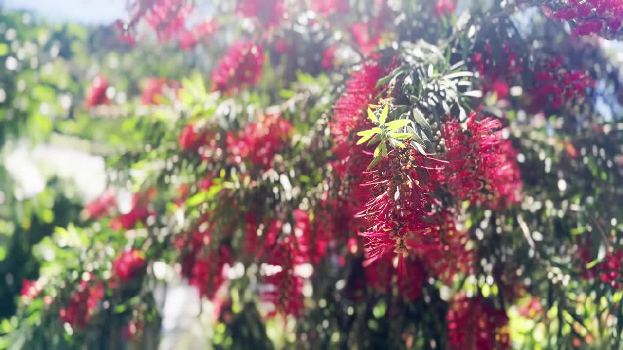 Callistemon。红色瓶刷花视频下载