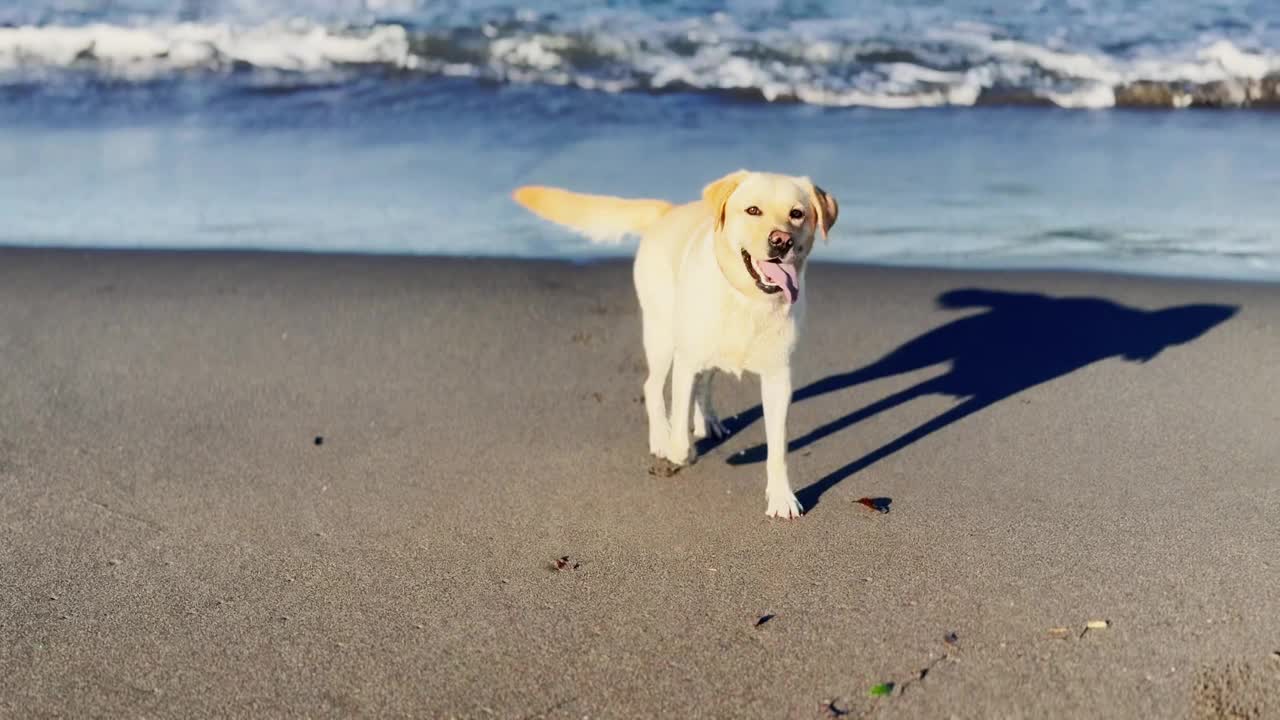 年轻的黄色拉布拉多猎犬在沙滩上玩耍视频下载