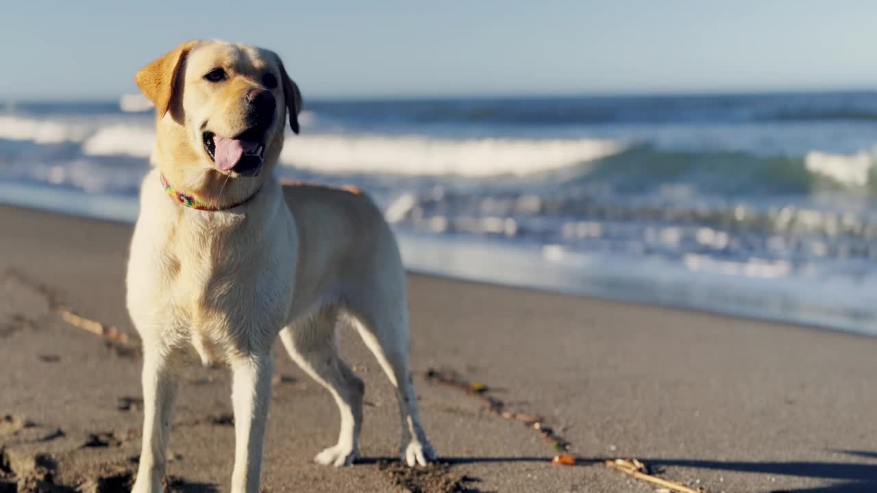 年轻的黄色拉布拉多猎犬在沙滩上玩耍视频下载