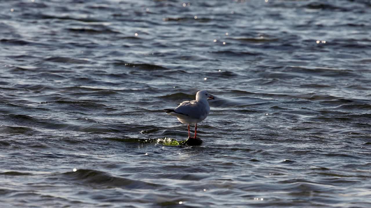 海鸥站在浅水区视频素材