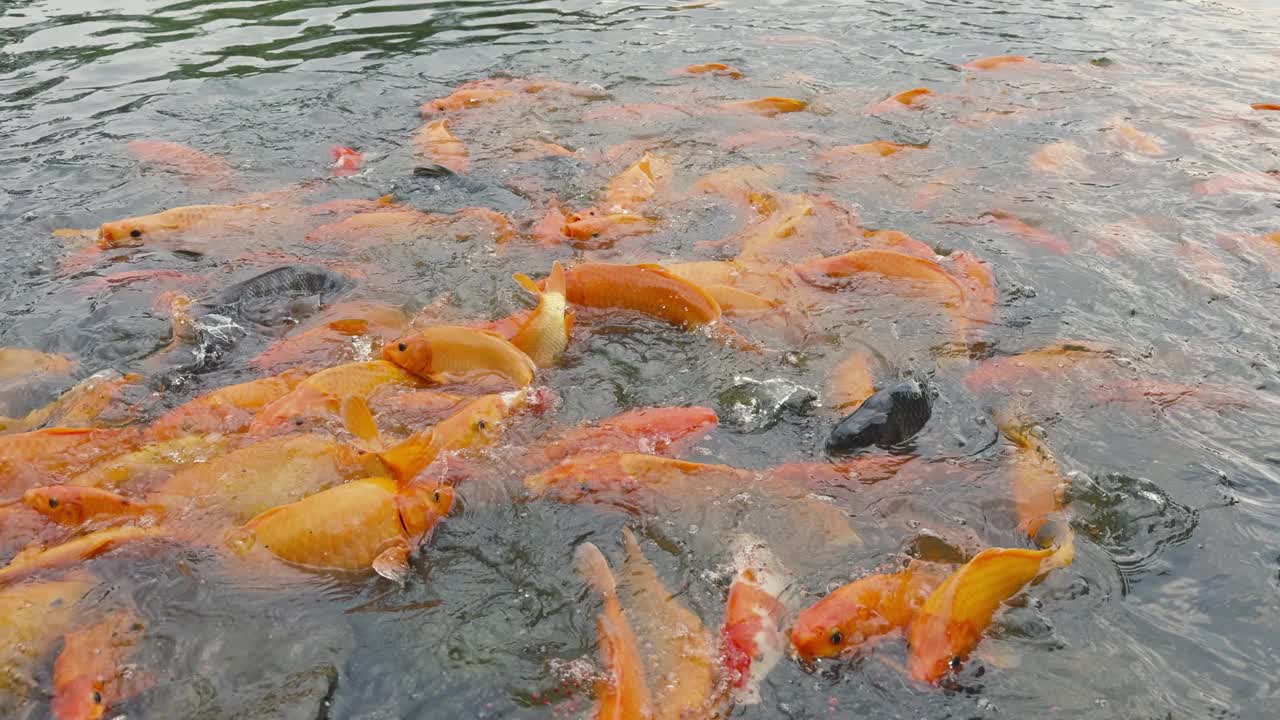 金鱼和罗非鱼聚集在池塘里寻找食物视频下载