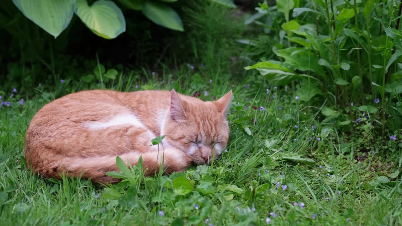 一只红色的小猫睡在花园阴凉处的绿草地上。视频下载