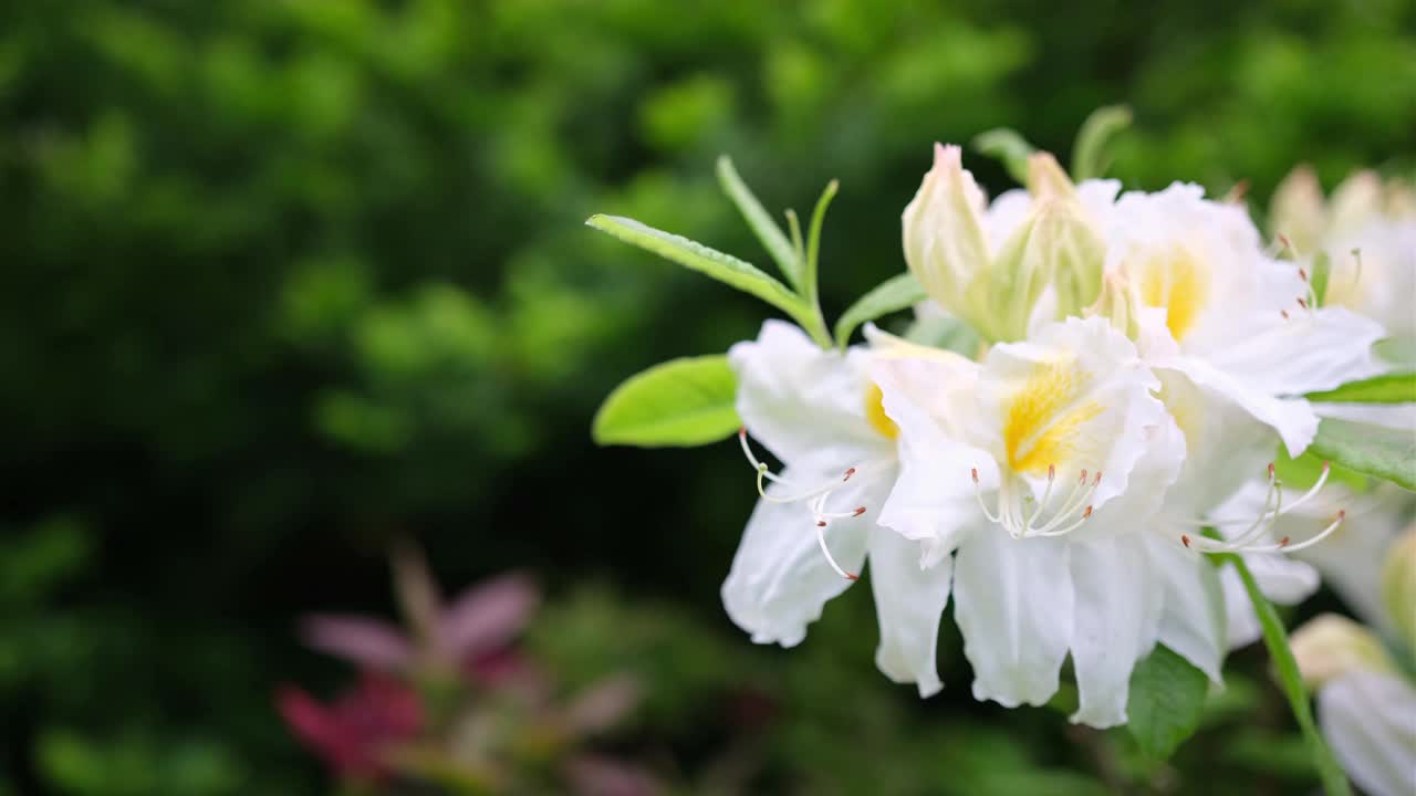 夏日花园里盛开着白色的杜鹃花。视频下载