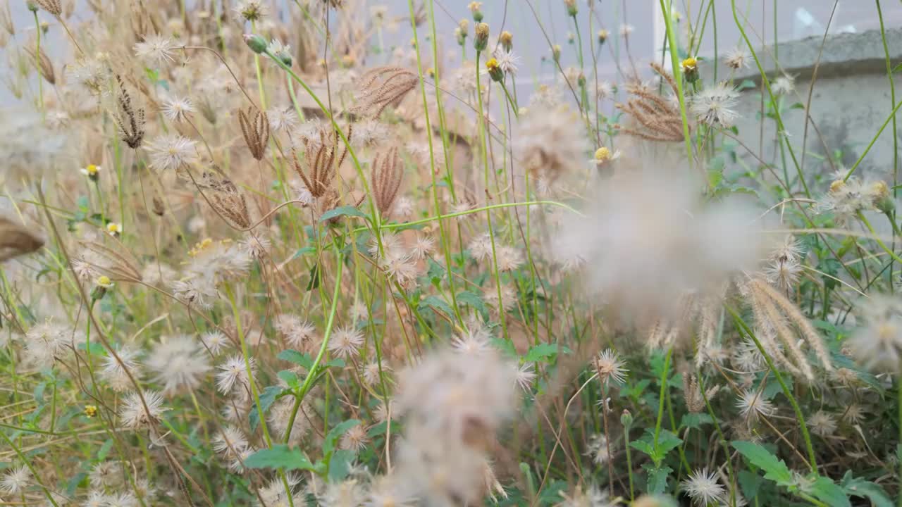 草和蒲公英样花的特写视频下载