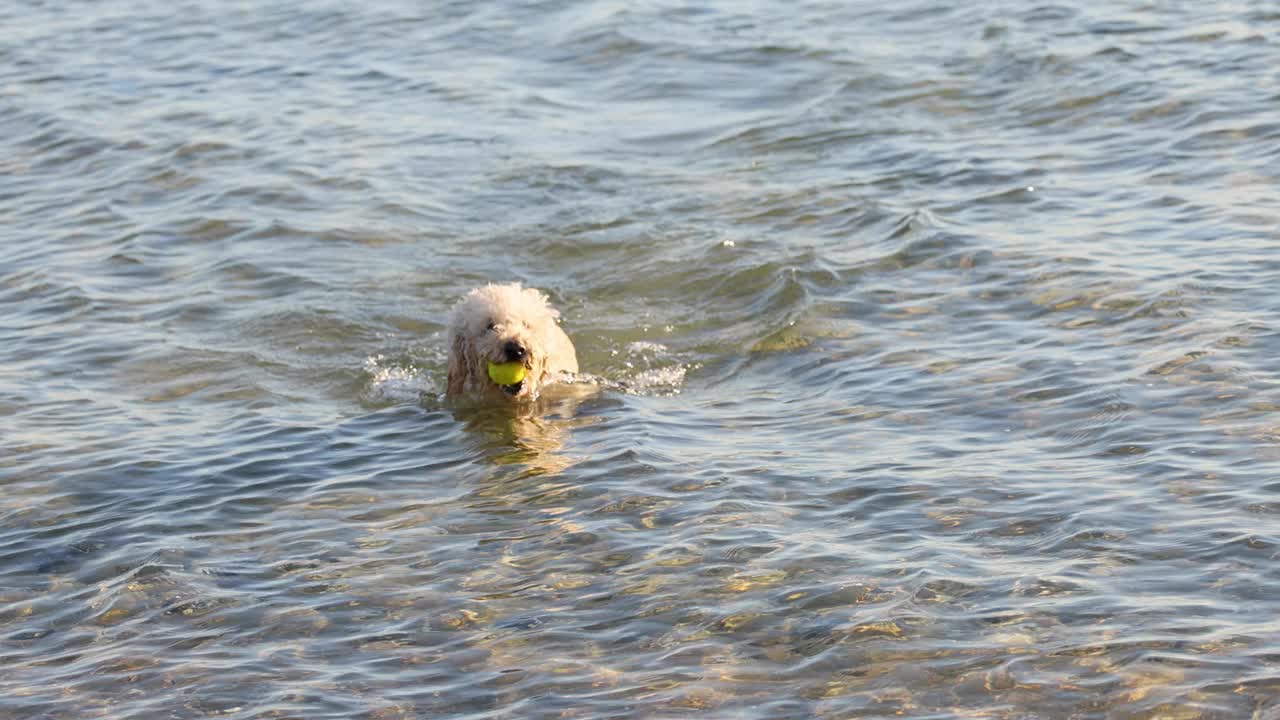 狗在海里捡球视频素材