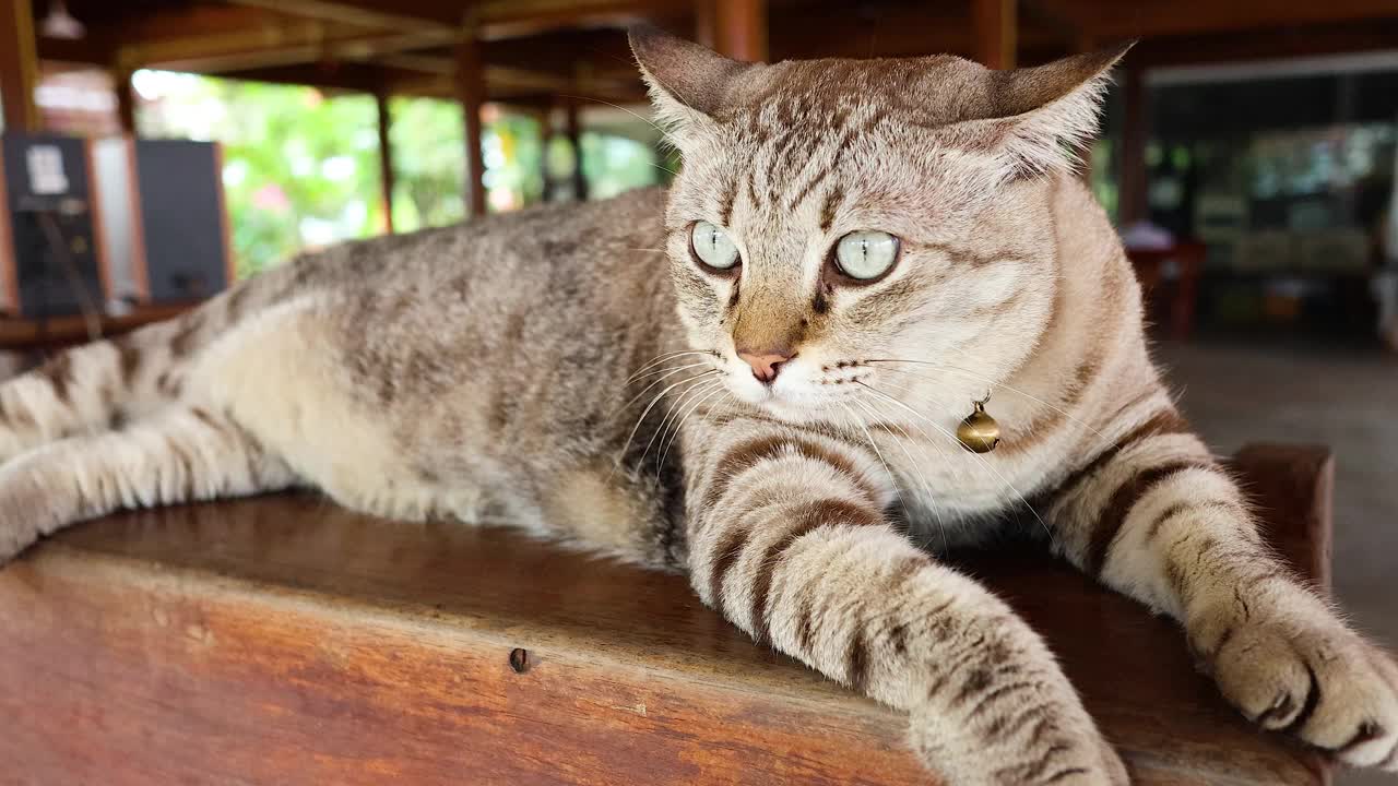 猫咪在木桌上休息视频素材