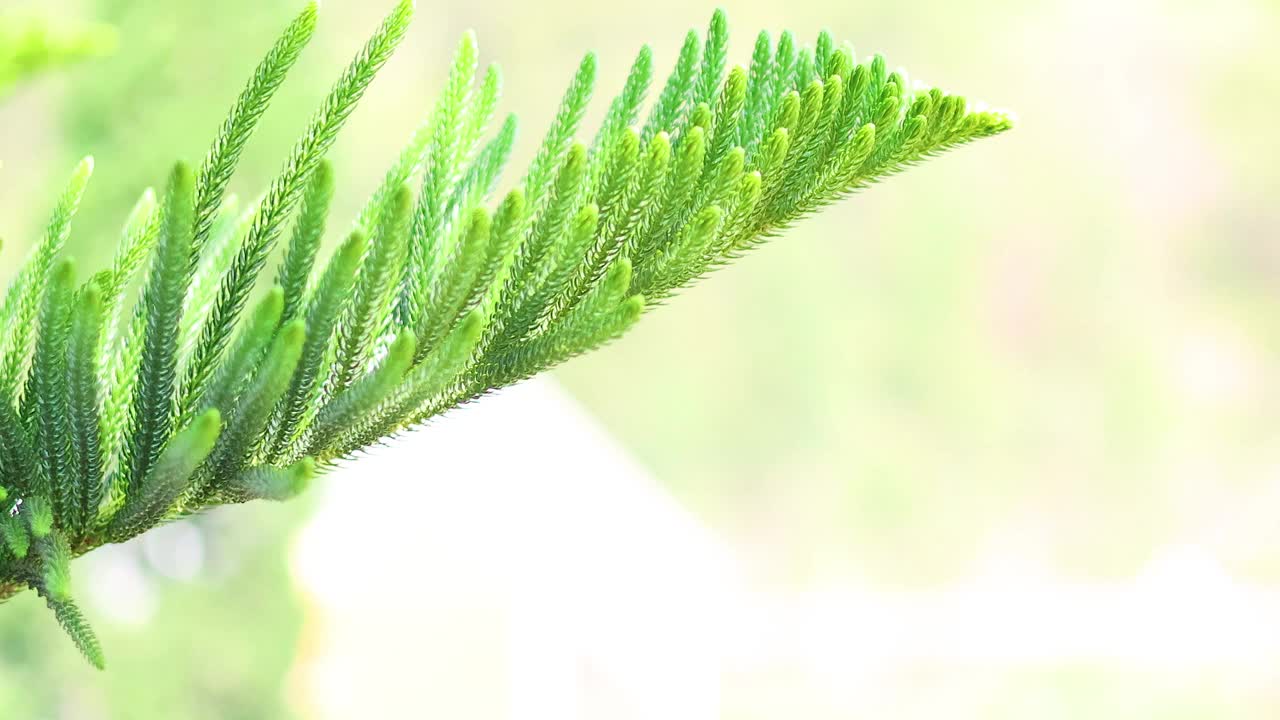 树枝在微风中摇曳视频素材