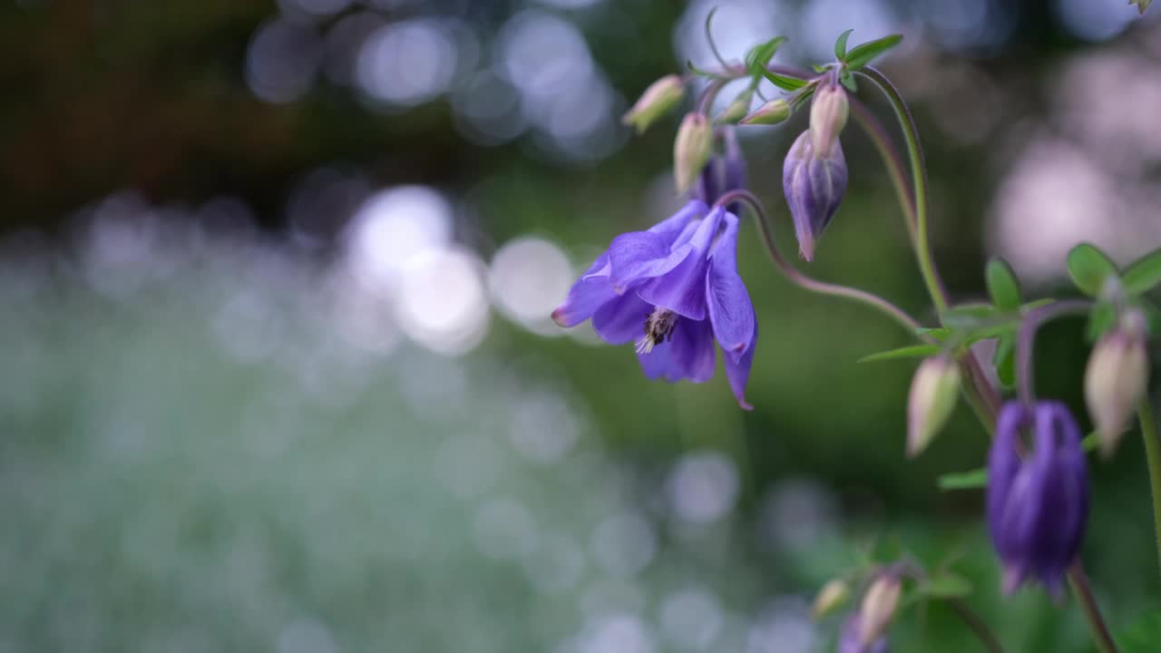 花园里盛开着蓝色的水仙花。视频下载