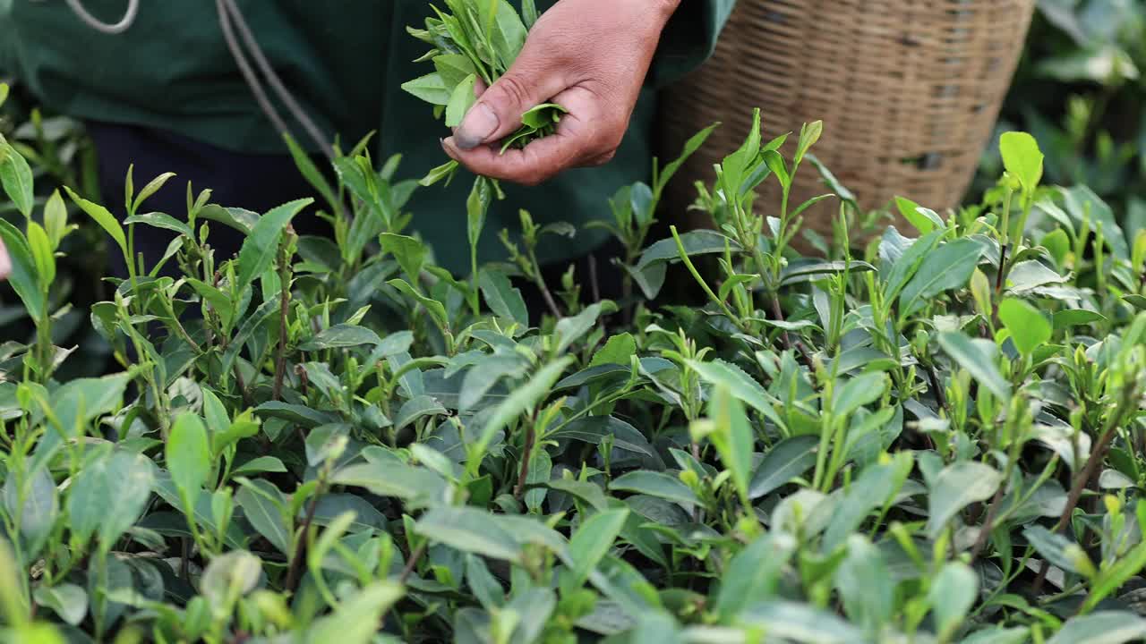 老人在山上的春茶农场采摘绿茶视频素材