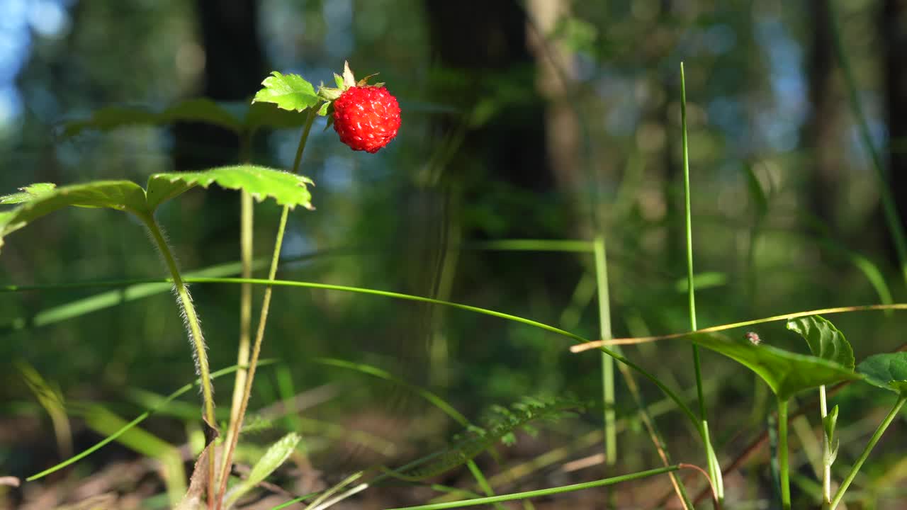 森林里的野草莓。视频素材