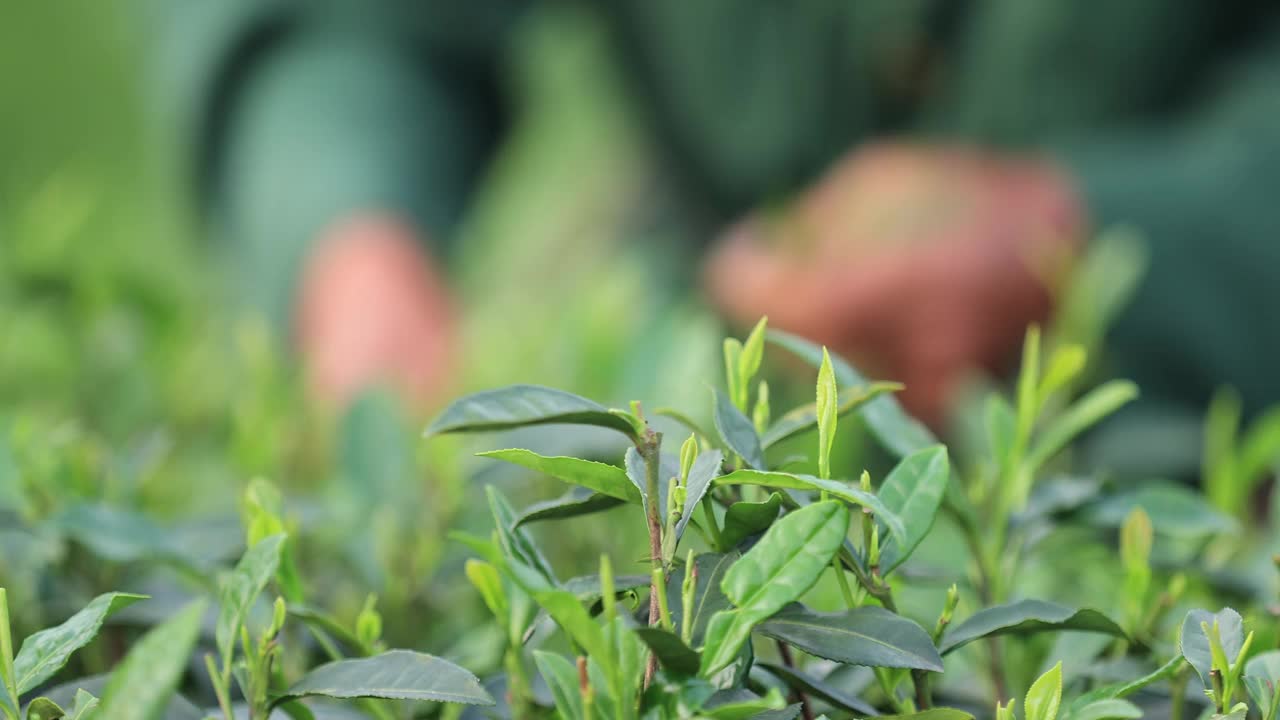 老人在山上的春茶农场采摘绿茶视频下载