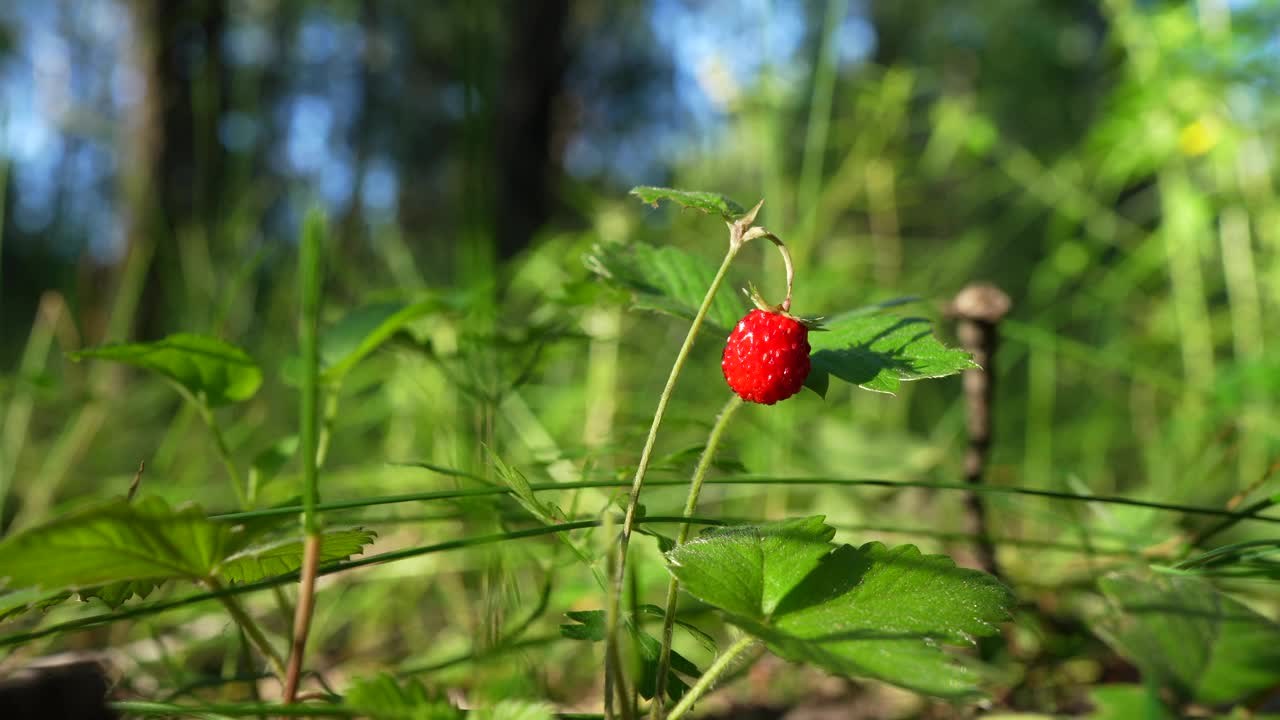 森林里的野草莓。视频素材