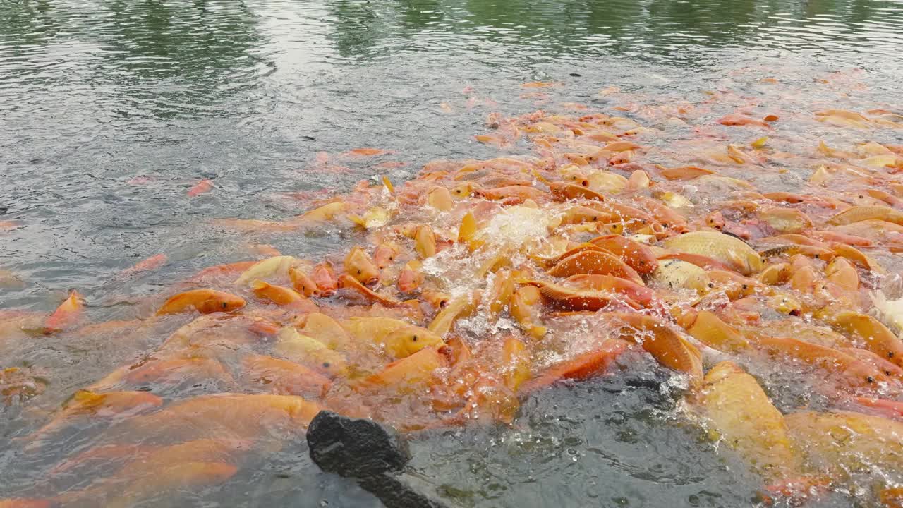 金鱼和罗非鱼聚集在池塘里寻找食物视频下载