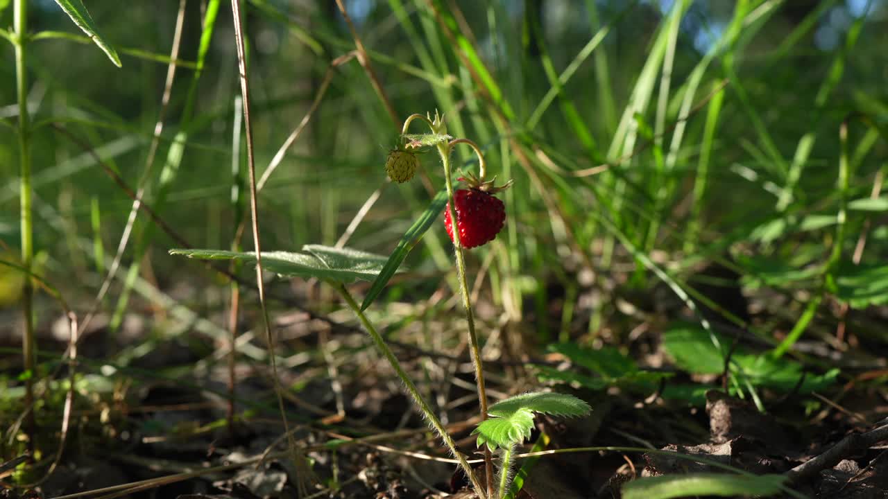 森林里的野草莓。视频下载