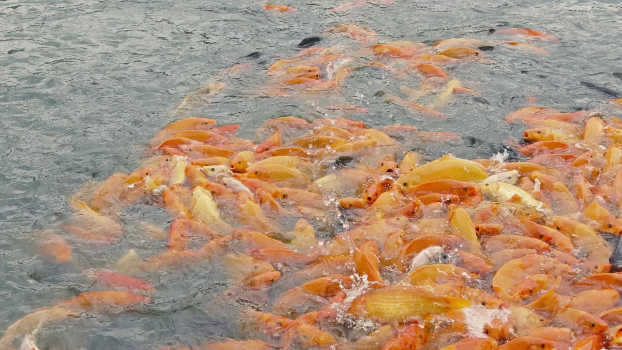 金鱼和罗非鱼聚集在池塘里寻找食物视频素材