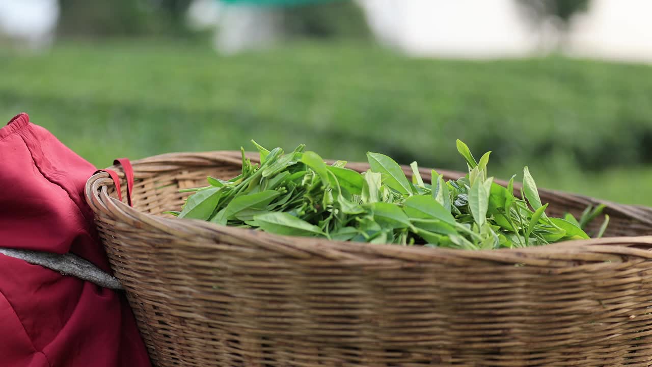 一位年长的妇女在山上的春茶农场采摘绿茶视频下载