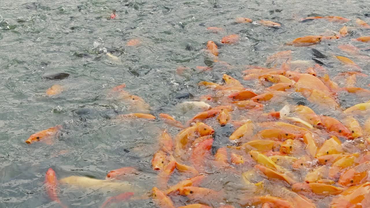 金鱼和罗非鱼聚集在池塘里寻找食物视频下载